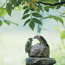 자연의 둥지 이미지