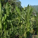 배치농장 이미지