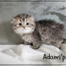 아담스펫 강아지분양 고양이분양 인천본점 이미지