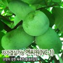 ● 접목 포포 _엔씨원(NC-1) 이미지