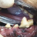 서초힐스동물병원 이미지