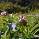 농악사물놀이 이미지