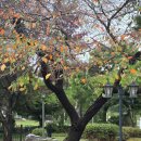 가든하다 - 10297 | 가든하다