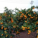 영옥농장 이미지