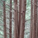 편백나무숲 이미지