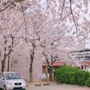 성건동주민자치센터-1 | [경주] 황리단길 소품샵 이모저모+현재 대릉원돌담길 개화정도 80-90%🌸실시간 벚꽃사진🌸