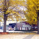 은행나무길(경제진흥원앞) 이미지