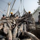 (주)수참치 이미지