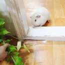 하얀손비트