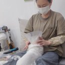 고양이무마취미용 묘갱살롱 이미지