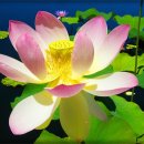 중원-109 Daum카페