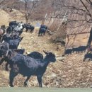 정우 흑염소 농장 이미지