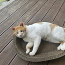 냥이와 양이 이미지