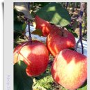 이제 경주 이미지