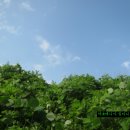 공주-74 이미지