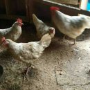 대리농장 이미지