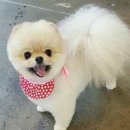 아담스펫살롱 이미지