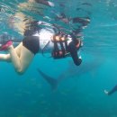 필리핀세부여행 고래상어를 볼수있는 오슬롭캐녀닝투어 너무 좋네요. 이미지