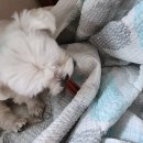 그린도그 | 🦷 본그린 HAp 도그덴탈껌 &amp; 치약 세트 체험 후기