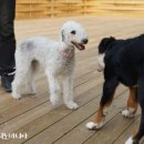 애견매니아 이미지