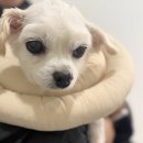 뉴로동물암센터 | 제주 24시 숨 동물 의료센터 후기/노견/혈액암/항암