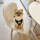 까망봉다리 | 가평 애견펜션 [까망봉다리] 천연잔디 운동장