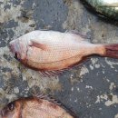 JJ펜션 민박 이미지