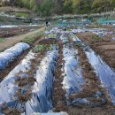 통화농장1 이미지