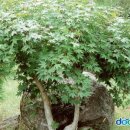 고로쇠펜션 이미지