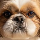 525그루밍 | 시츄 분양 전 알아야 하는것들 (수명, 성격, 특징, 미용, 털빠짐)