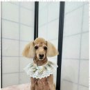 오늘도 예쁘개 이미지