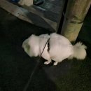 코드펫 | 스피츠 강아지 구토&amp;변비 IA40코드 메리츠 펫보험 청구후기