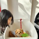 댕댕이맘마 | 올림픽공원 애견동반 맛집 BEST 3 식사 가능한 맘마, 꼬앙드파리, 선수촌가든 솔직 비교