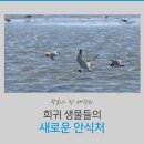 평화 이미지