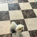 원당애견미용 이미지