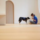 소노펫 스쿨 이미지