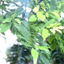 커피나무 - 안산시 단원구 엠티브이1로 34 | 커피나무