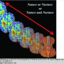 키보드 연주자의 뇌 : 바이올린 연주자의 뇌 이미지