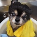 오마이멍멍 이미지