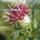 월경과 혼재 이미지