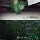 [TV 동물농장] 의문의 녹색 고양이 & 등 찢어진 고양이 이미지