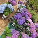 파주시산림조합 | 파주 나무시장, 산림조합 조경수 유통센터 재방문