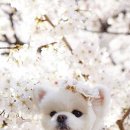 댕이요 펫택시 이미지