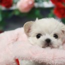 솔직하개 정직하개 SOLJICDOG 네이버블로그