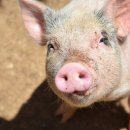 돼지야 이미지