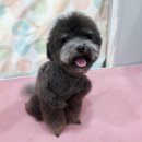 오렌지독하우스 이미지