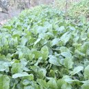 국보농장 | 주말농장 초보의 텃밭 일기: 지금 딱 맛있는 겨울초(동초)