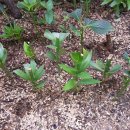 화이트 헤븐 이미지