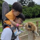 대자연유치원 | 제주 아이와 가볼만한곳 애월 도치돌알파카목장 제주동물먹이주기체험 추천