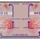 체중 조절 호르몬 조절 이 둘의 연관성에 대해서 이미지